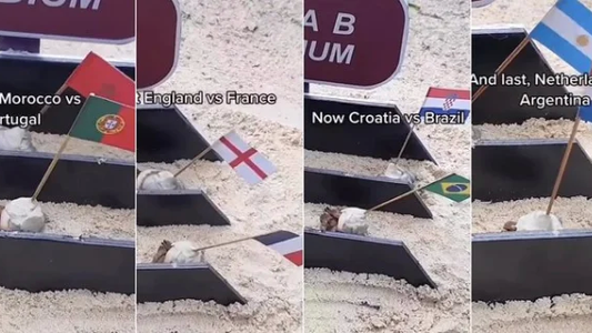 Mundial Qatar 2022 | Video: una carrera de cangrejos vaticinó cómo saldrá Argentina ante Países Bajos