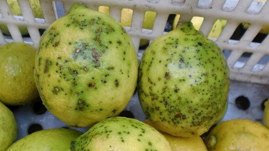 Por problemas sanitarios, los limones argentinos pierden su principal mercado hasta el próximo año