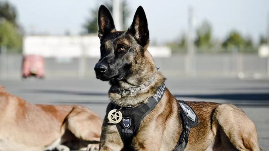 La hazaña de Mary Lu, la perra que le salvó la vida a una niña de 11 años