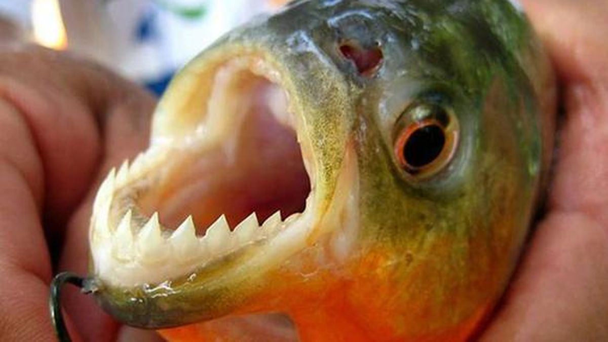 Palometas ¿qué hacer frente a una mordedura y como prevenir el ataque?