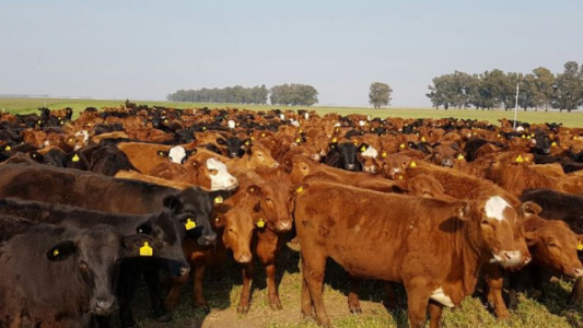 Remates ganaderos: alta demanda por parte de feedlots y precios sostenidos para la invernada