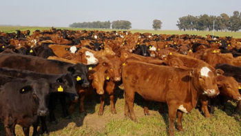 ganaderia: soplan vientos favorables en 2021