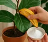 Cáscara de banana con bicarbonato: el truco viral para limpiar y nutrir plantas