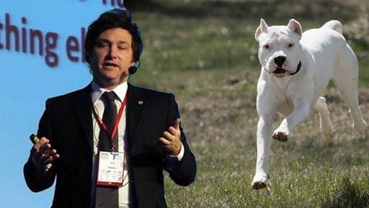 Javier Milei se solidarizó con el pitbull que quieren sacrificar por atacar a un ladrón: Entiende el concepto de la propiedad