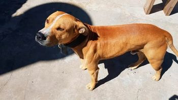 Un pitbull atacó a una beba de siete meses en Morón y le fisuró las costillas