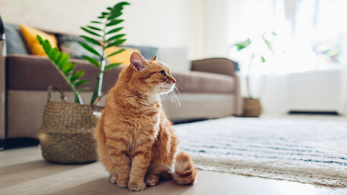 El kínder para gatos fue inaugurado a finales de septiembre. Un curso en el centro educativo para los pequeños felinos cuesta 25 dólares.