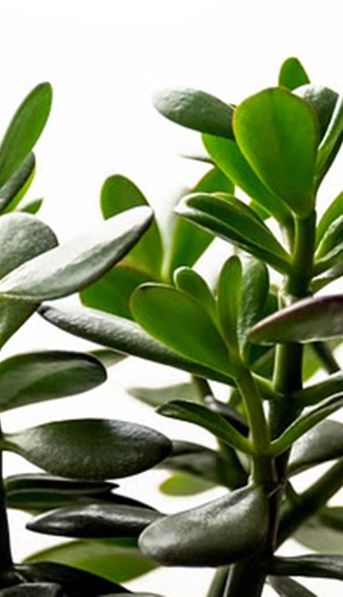 Qué pasa si le ponés lentejas a tu ÁRBOL DE JADE