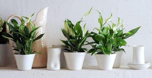 Diez plantas de interior con poca luz para el hogar