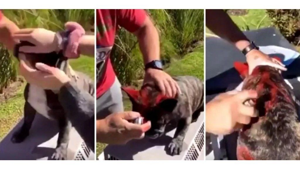 Maltrato animal: pintó a su perro con aerosol y generó indignación en las redes