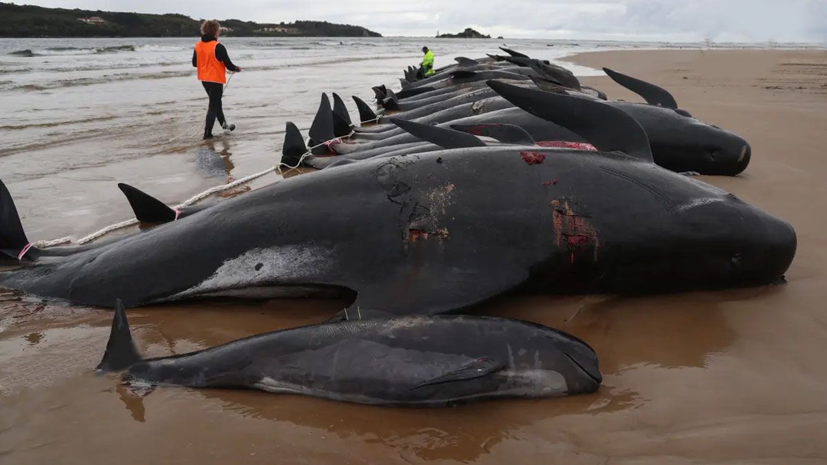 55 ballenas piloto murieron encalladas en una playa de Escocia (Foto: gentileza La opinión).