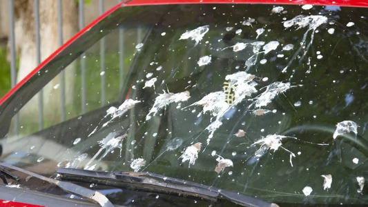 Adiós al excremento de paloma y pájaros en el auto: cómo limpiarlo con un simple ingrediente casero