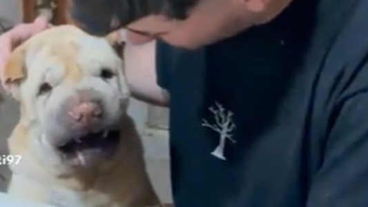 Furor por el perro libertario: gruñe cuando le nombran a Cristina y Alberto, y se calma con Milei