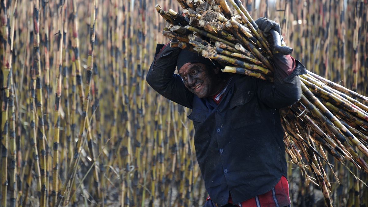 Tras el cierre de un ingenio se reconvirtieron: una historia de esfuerzo en el agro.&nbsp;