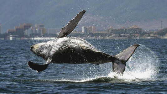 La caza de ballenas seguirá siendo restringida, pero la discusión sobre su legalidad abre una grieta cada vez más profunda