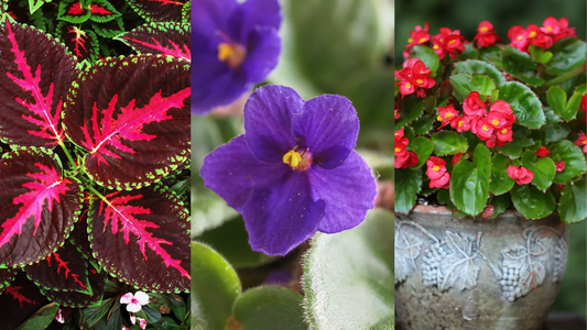 Tres plantas hermosas que crecen en agua y casi no necesitan cuidados