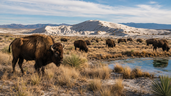 Fracasaron al plantar árboles y soltaron 50 bisontes en un desierto abandonado