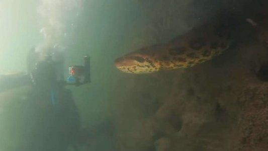 Video: buceaban en un río y se toparon con una anaconda de 7 metros