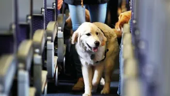 El Gobierno autorizó a viajar con mascotas en trenes y micros: los requisitos especiales para trasladarlas