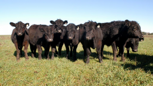 Remates virtuales y buenos precios: hay herramientas que llegaron para quedarse, dicen desde Angus