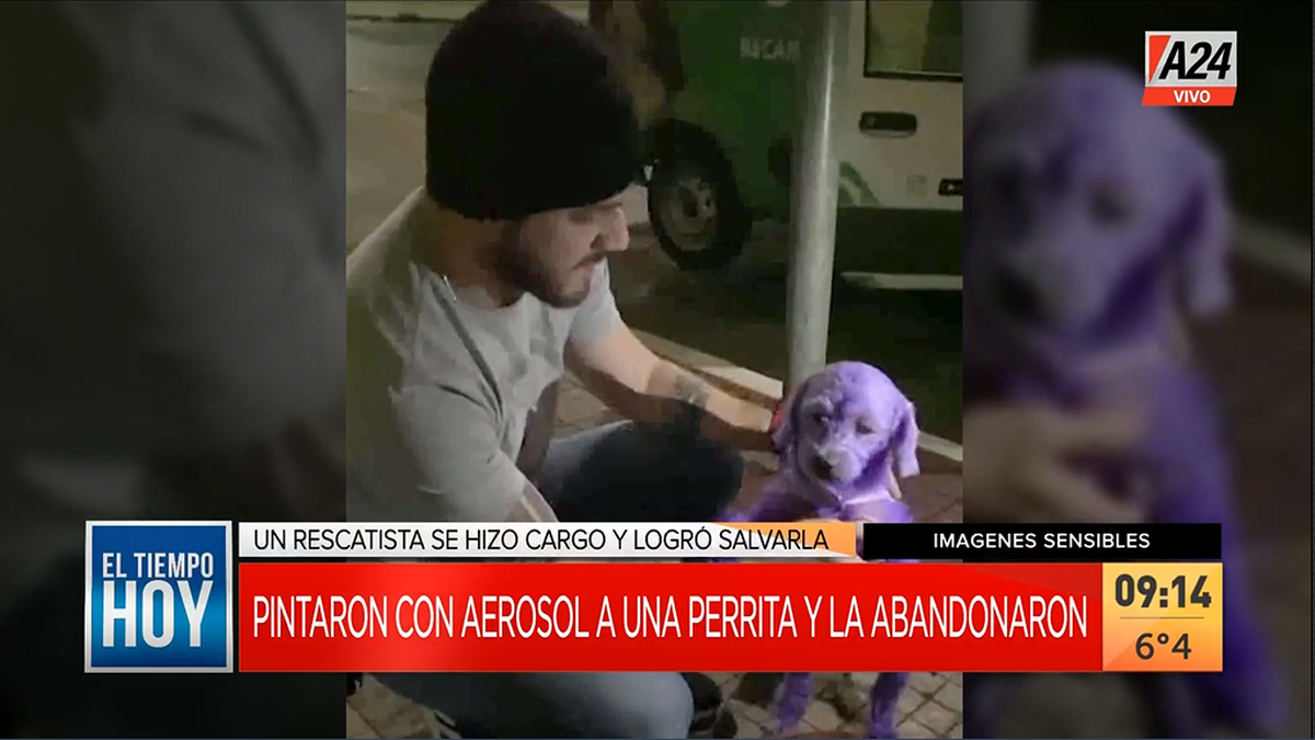 El activista Felipe Becari rescató a un perrita que había sido rociada con aerosol y luego abandonada junto a un poste en la vía pública en Brasil (Foto: captura de televisión).