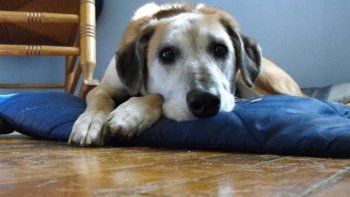 Detuvieron a un hombre por abusar sexualmente de un perro
