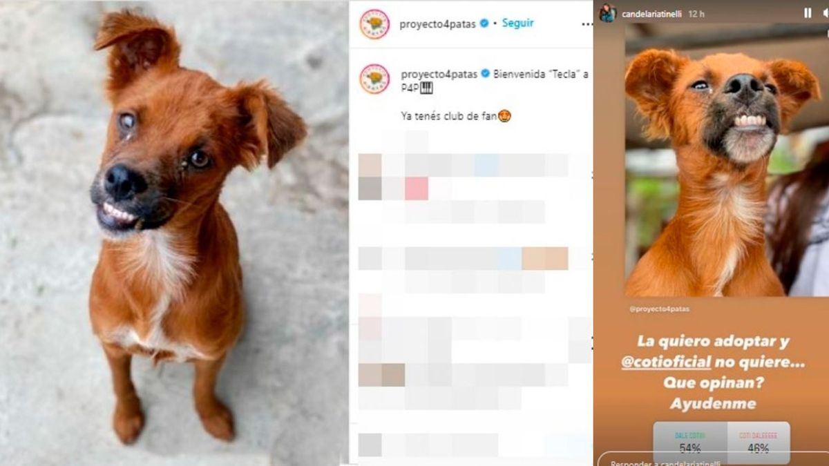 El perro que quiere adoptar Cande Tinelli