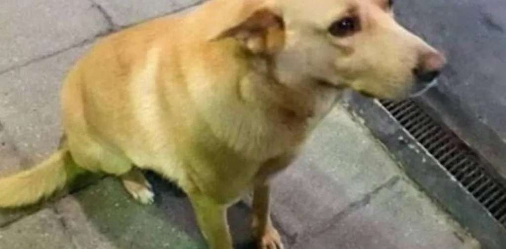 Ató a un perro a su camioneta y lo arrastró hasta matarlo