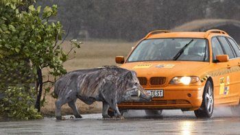 El peligro de atropellar a un animal en la ruta