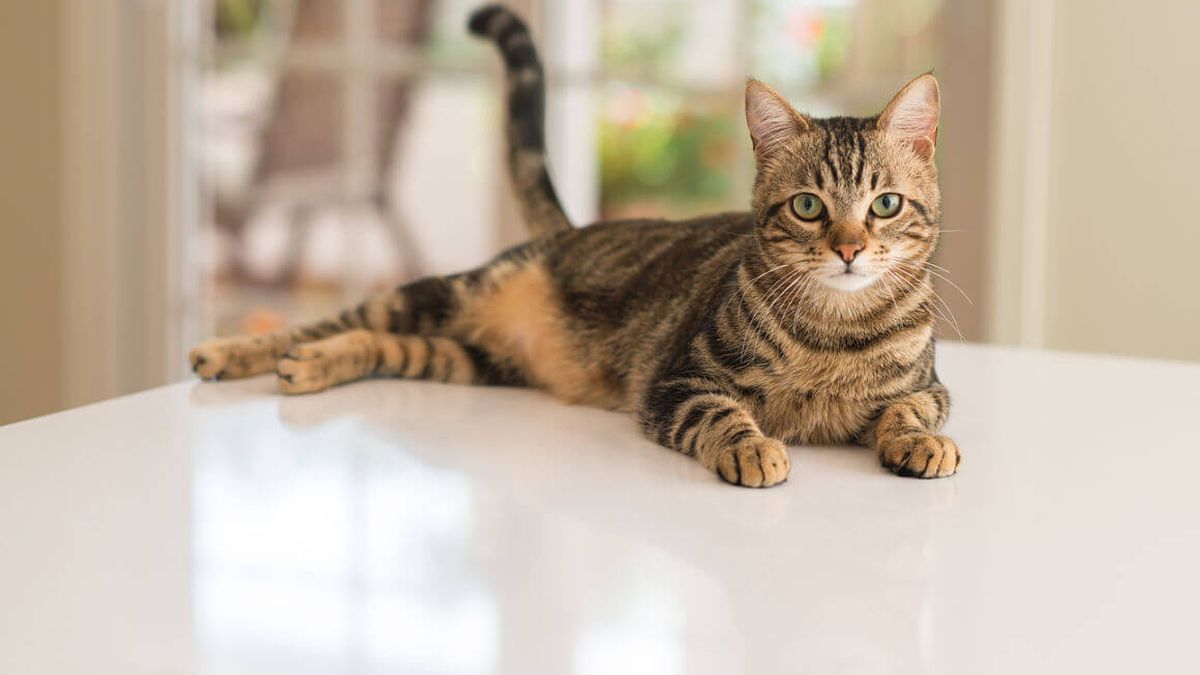 El gato que llora de emoción se hizo viral en Twitter