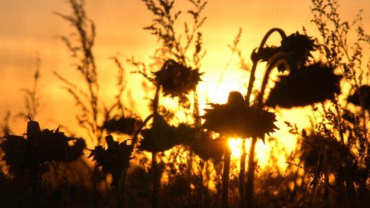 Otra provincia declaró la emergencia agropecuaria por el impacto de la sequía