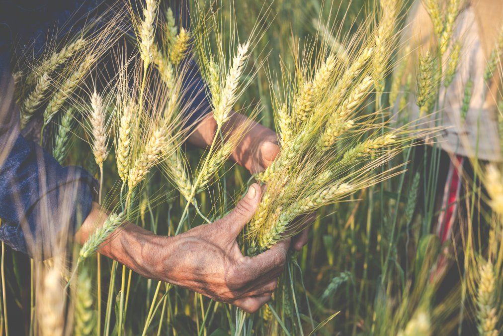 No solo no será lo mismo sembrar trigo en campo alquilado que en uno propio: los números ya no cierran. 