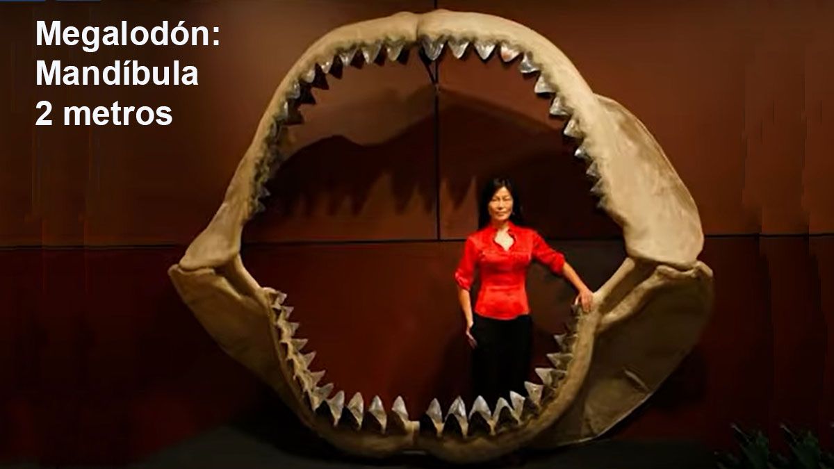 La mandíbula del megalodón tenía 2 metros de ancho y 270 dientes (Foto: Captura de TV)