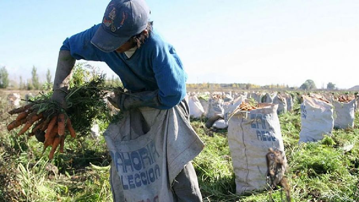 El Senado avanza en el proyecto de Ley para compatibilizar los planes sociales con el trabajo rural temporario. (Foto: Agritotal) El Senado avanza en el proyecto de Ley para compatibilizar los planes sociales con el trabajo rural temporario. (Foto: Agritotal)
