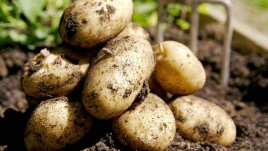 Lanzan fungicida para combatir el tizón tardío en papa, una enfermedad que causa pérdidas por más de USD 6 millones