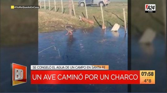 Un chajá hizo patinaje sobre hielo de un campo en una laguna en Santa Fe