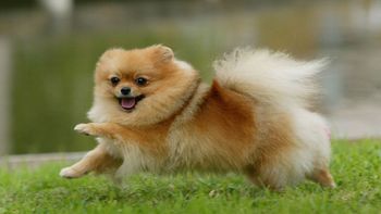 Lo cierto es que la mayoría de los perros domésticos no emiten verdaderos aullidos, entendidos como una llamada sostenida y de largo alcance, sino una vocalización en busca de atención o como reacción a la ansiedad por separación dependiendo de la raza y el individuo. Lo cierto es que la mayoría de los perros domésticos no emiten verdaderos aullidos, entendidos como una llamada sostenida y de largo alcance, sino una vocalización en busca de atención o como reacción a la ansiedad por separación dependiendo de la raza y el individuo.