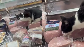 El gato come fiambres en reconocido supermercado provocó la inmediata clausura