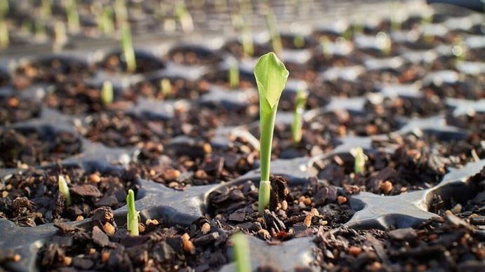 Destinan $585 millones a proyectos para producción de bioinsumos y alimentos