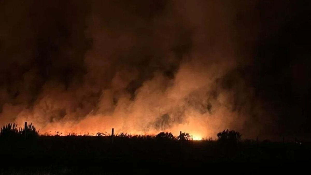 Incendio forestal en Mar del Plata.