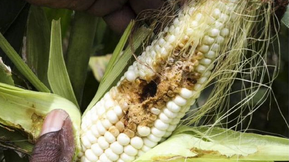 Las plagas que destruyen los cultivos pueden avanzar a medida que el calentamiento global del planeta facilita su arribo a las zonas frías