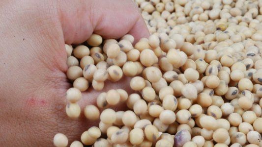 El precio de los granos: entre la decisión de los farmers y la incertidumbre de la demanda