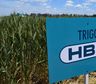 Aprobación de la tecnología HB4: una medida imprudente que pone en riesgo a toda la producción de trigo