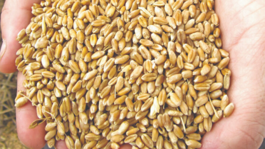 Qué piensa sobre la Ley de Semillas Joaquín Manuel Serrano, el nuevo presidente del INASE