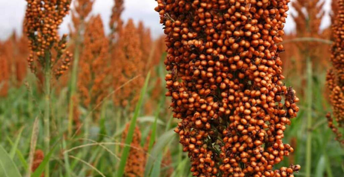 China viene por el sorgo: más compras por las disputas con Estados Unidos y Australia