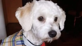 Luno, el caniche que fue retenido en un aeropuerto y que podría ser sacrificado