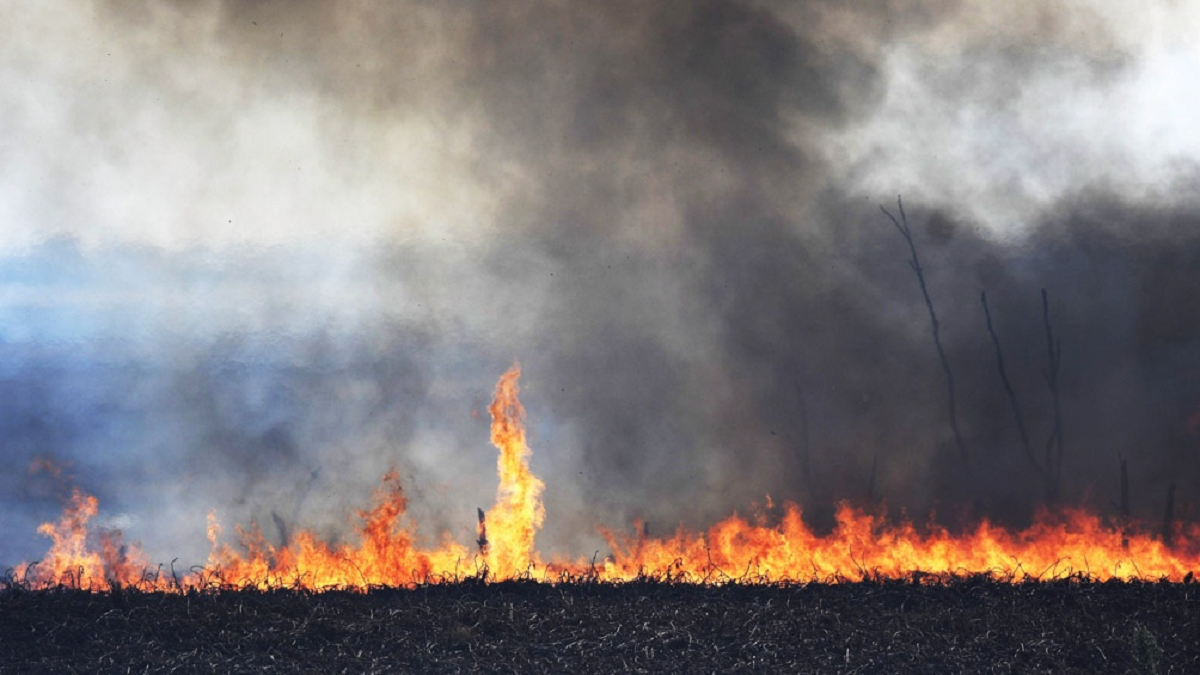 Los incendios en el Delta motorizaron el debate por la ley de humedales. 