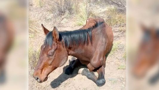 La dramática historia de Durazno, el caballo pura sangre que fue abandonado en un campo