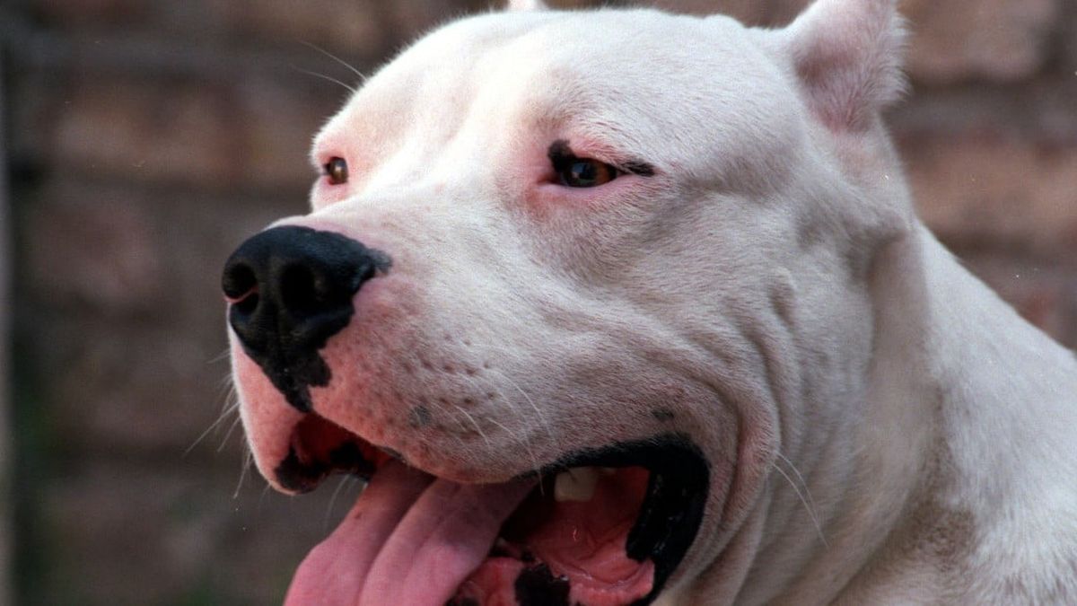 El acusado reconoció su responsabilidad penal como autor de un acto de crueldad animal (Foto de archivo ilustrativa).