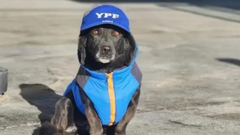 La Patagonia: Mentirita, la perrita más mimada por turistas y playeros en una estación de servicio