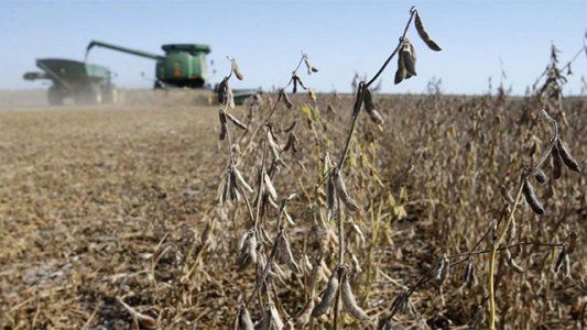 Menos dólares: por el clima, la producción de soja caería en más de 3 millones de toneladas